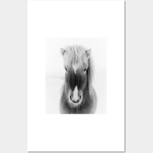 Icelandic Horse Portrait, black and white Posters and Art